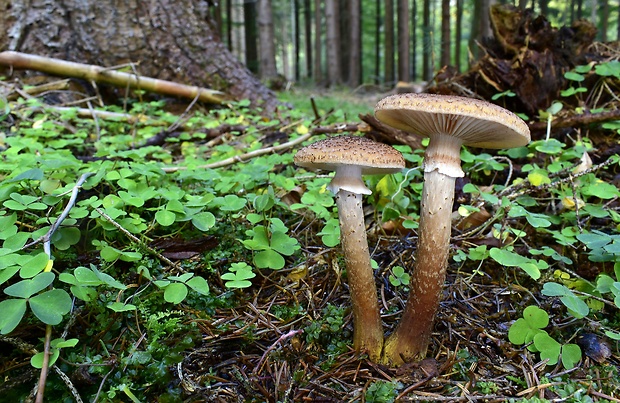 podpňovka Armillaria sp.