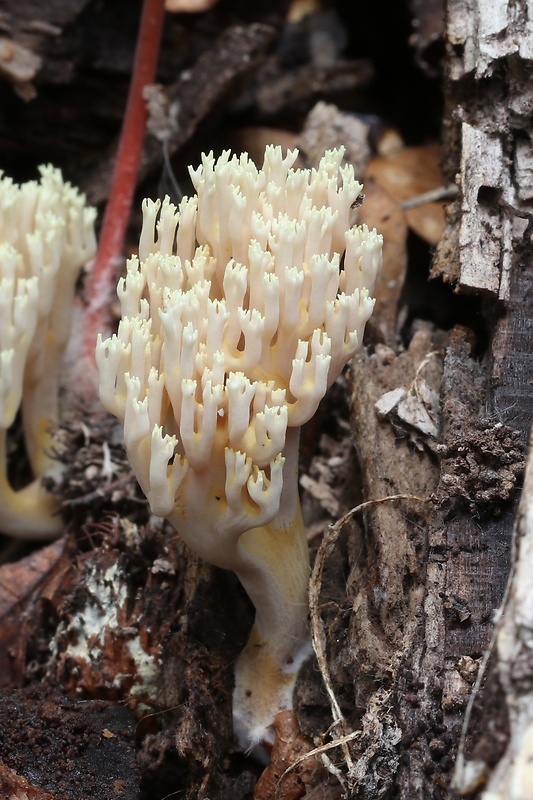 korunovec svietnikovitý Artomyces pyxidatus (Pers.) Jülich