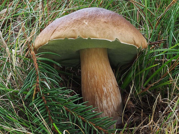 hríb smrekový Boletus edulis Bull.