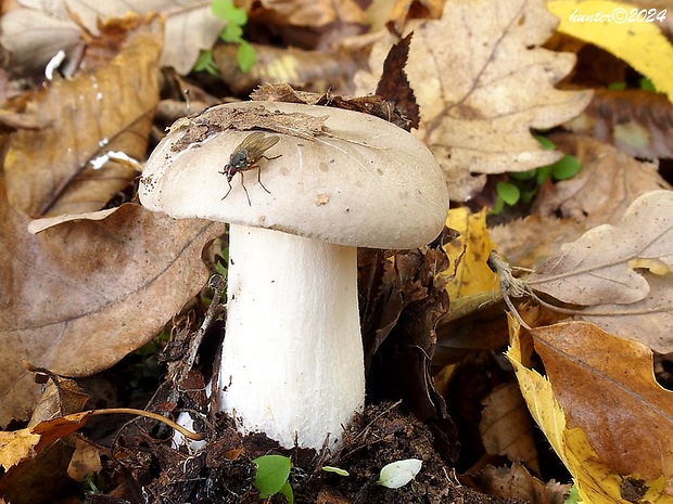 strmuľka inovaťová Clitocybe nebularis (Batsch) P. Kumm.