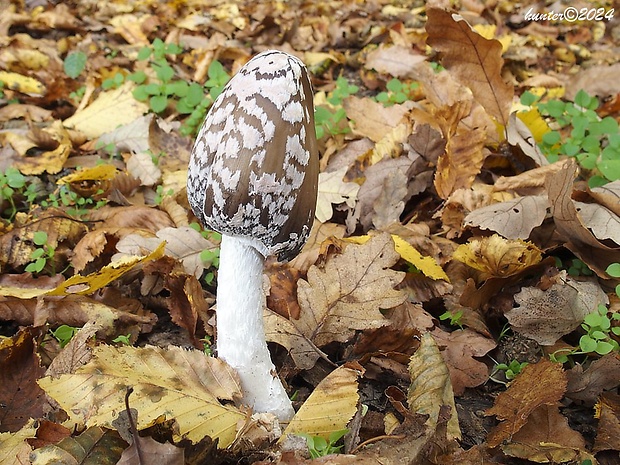 hnojník strakatý Coprinopsis picacea (Bull.) Redhead, Vilgalys & Moncalvo