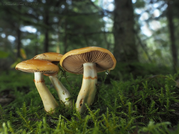 pavučinovec Cortinarius sp.