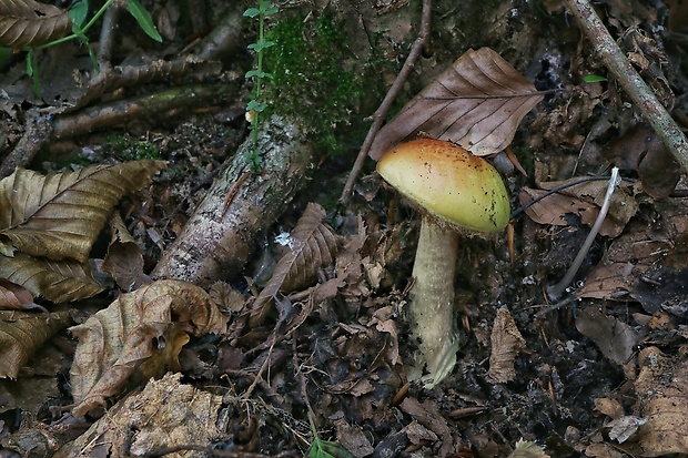 pavučinovec Cortinarius sp.