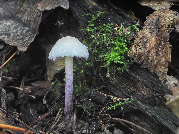 bedlička fialová Cystolepiota bucknallii (Berk. & Broome) Singer & Clémençon