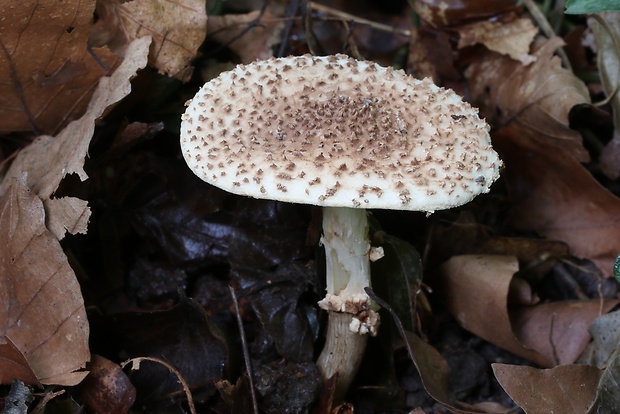 bedlička ostrošupinatá Echinoderma asperum (Pers.) Bon