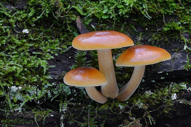 plamienka Flammulina sp.