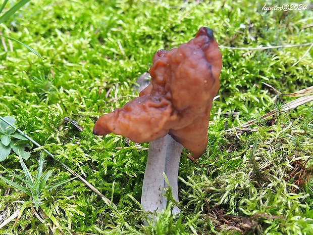 ušiak mitrovitý Gyromitra infula (Schaeff.) Quél.