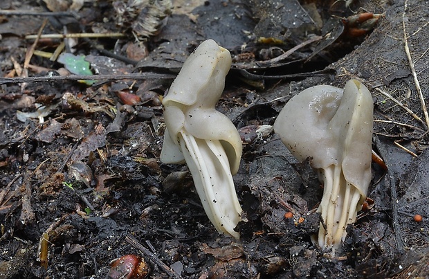 chriapač Helvella sp.