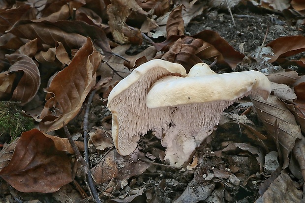 jelenka poprehýbaná Hydnum repandum L.