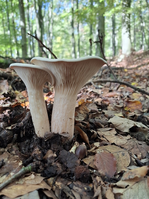 strmuľka veľká Infundibulicybe geotropa (Bull.) Harmaja