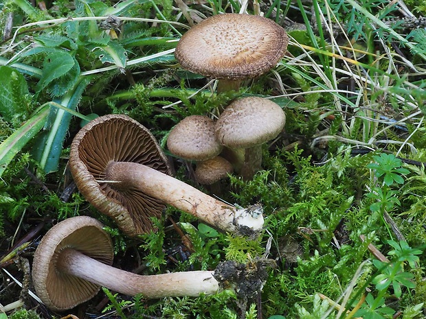 vláknica Inocybe sp.