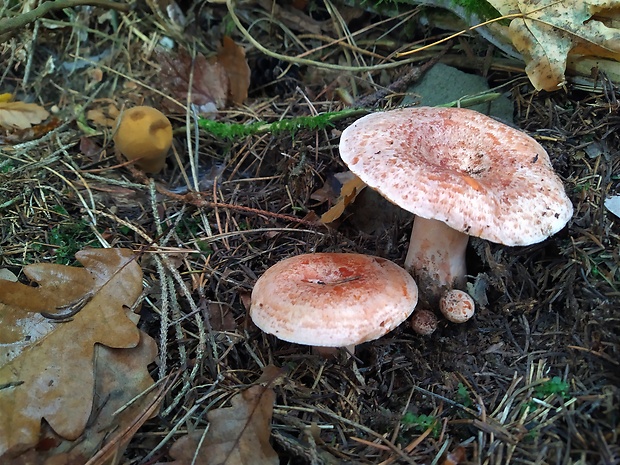 rýdzik pravý Lactarius deliciosus (L.) Gray