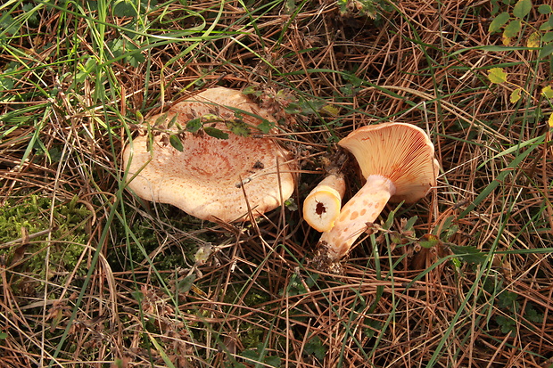 rýdzik pravý Lactarius deliciosus (L.) Gray