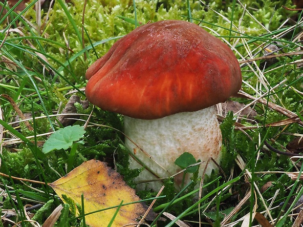 kozák dubový Leccinum aurantiacum (Bull.) Gray