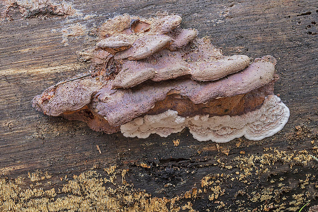 tvarohovček fialovejúci Leptoporus mollis (Pers.) Quél.