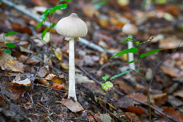 bedľa štíhla Macrolepiota mastoidea (Fr.) Singer