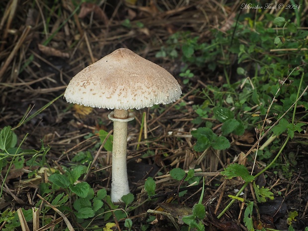 bedľa štíhla Macrolepiota mastoidea (Fr.) Singer