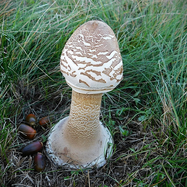 bedľa vysoká Macrolepiota procera (Scop.) Singer