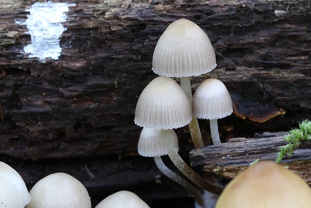 prilbička šafranová Mycena crocata (Schrad.) P. Kumm.