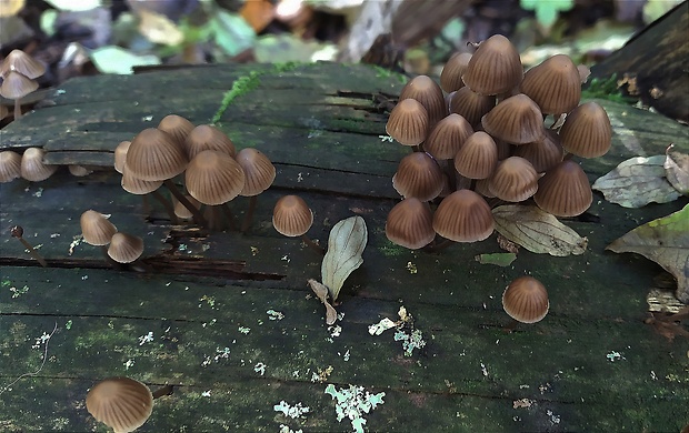 prilbička Mycena sp.