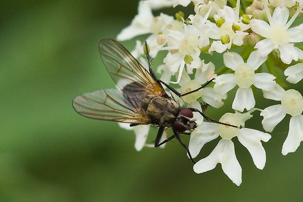 slnivka Phaonia serva (Meigen, 1826)