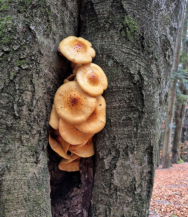 šupinovka slizká Pholiota adiposa (Batsch) P. Kumm.