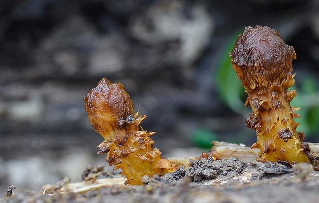 šupinovka Pholiota sp. ?