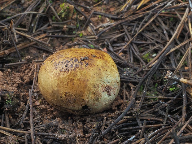 hráškovec obyčajný Pisolithus arhizus (Scop.) Rauschert