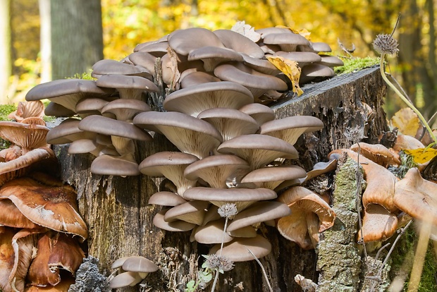 hliva ustricovitá Pleurotus ostreatus (Jacq.) P. Kumm.