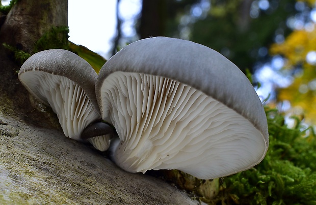 hliva ustricovitá Pleurotus ostreatus (Jacq.) P. Kumm.