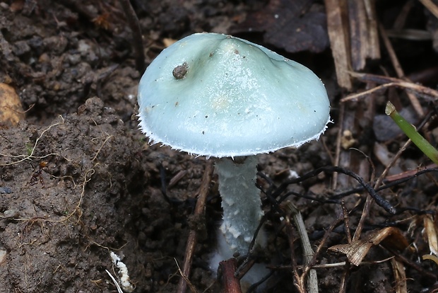 golierovka zelenkastá Stropharia aeruginosa (Curtis) Quél.