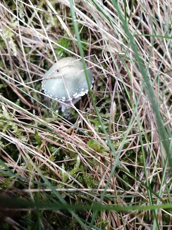 golierovka zelenkastá Stropharia aeruginosa (Curtis) Quél.