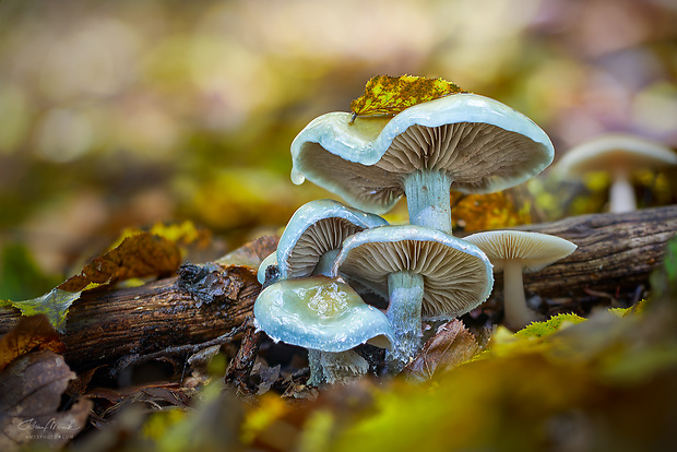 golierovka zelenomodrá Stropharia caerulea Kreisel