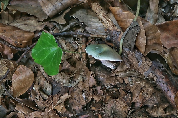 golierovka zelenomodrá Stropharia caerulea Kreisel