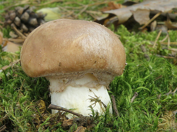 masliak obyčajný Suillus luteus (L.) Roussel