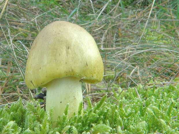 čírovka zelenkastá Tricholoma equestre (L.) P. Kumm.