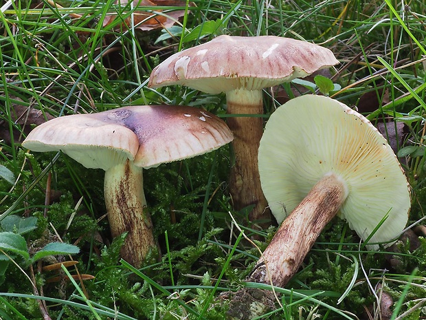 čírovka plavohnedá Tricholoma fulvum (Fr.) Bigeard & H. Guill.