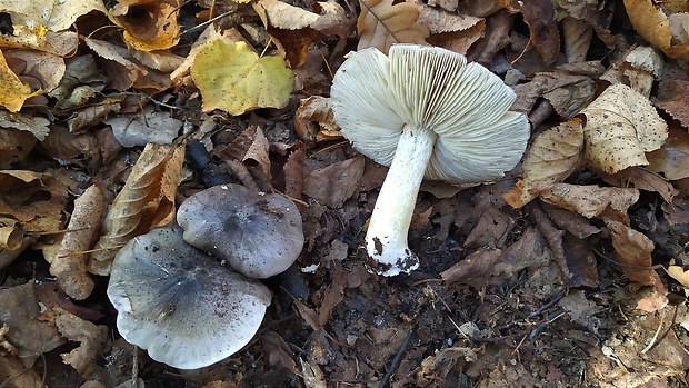 čírovka sivá Tricholoma portentosum (Fr.) Quél.