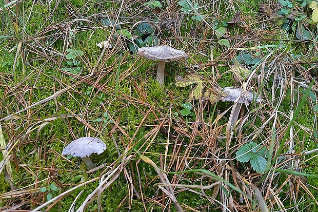 čírovka Tricholoma sp.