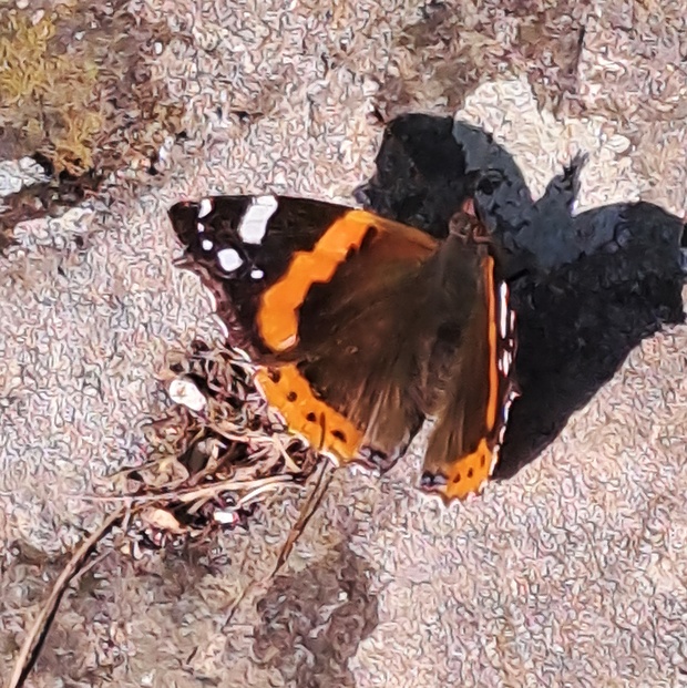 babôčka admirál  Vanessa atalanta