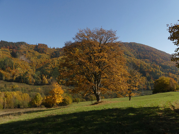 Vážna