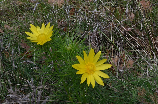 hlaváčik jarný Adonis vernalis L.