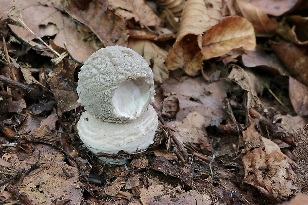 muchotrávka tigrovaná Amanita pantherina (DC.) Krombh.