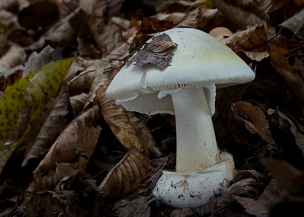 muchotrávka zelená Amanita phalloides (Vaill. ex Fr.) Link