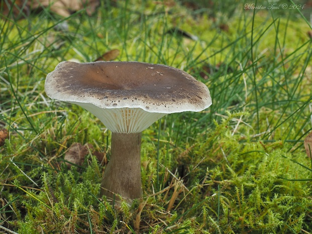 strmuľka kyjakovitá Ampulloclitocybe clavipes (Pers.) Redhead, Lutzoni, Moncalvo & Vilgalys