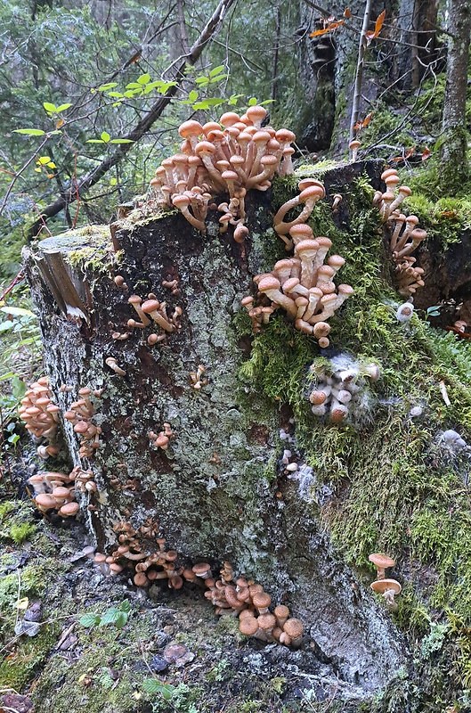 podpňovka tmavá Armillaria ostoyae (Romagn.) Herink