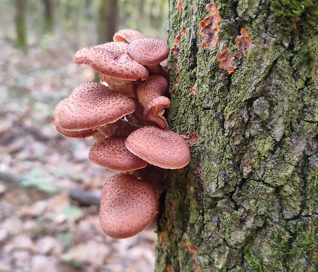 podpňovka Armillaria sp.