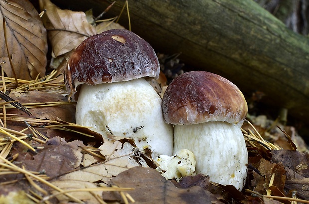 hríb sosnový Boletus pinophilus Pil. et Dermek in Pil.