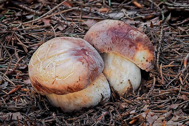 hríb sosnový Boletus pinophilus Pil. et Dermek in Pil.