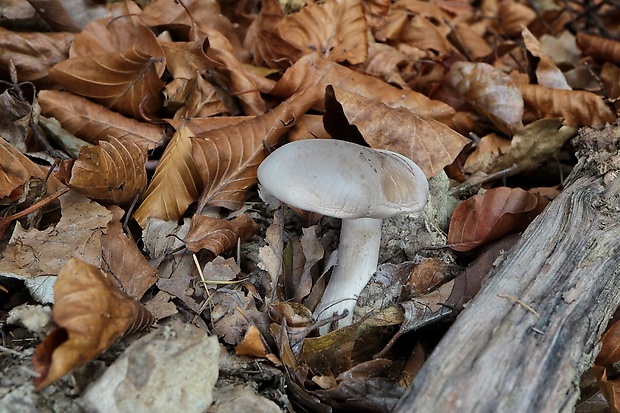 strmuľka inovaťová Clitocybe nebularis (Batsch) P. Kumm.